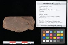 Foto (Objekt + Etikett) von Graminea ? sp.  (NHMW-GEO-2024-0188-0393)